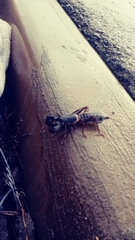 Mastigoproctus giganteus