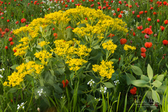 Haplophyllum latifolium