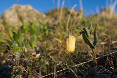 Fritillaria pallidiflora