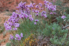 Limonium hoeltzeri