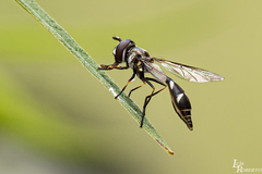 Dioprosopa clavata