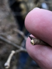 Dirca decipiens
