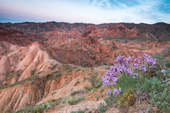 Limonium hoeltzeri