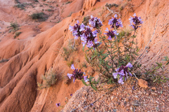 Dracocephalum integrifolium