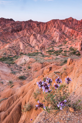 Dracocephalum integrifolium