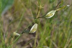 Astragalus ucrainicus