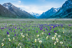 Viola altaica