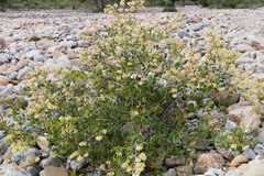 Atraphaxis pyrifolia