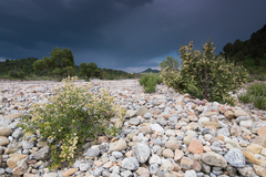 Atraphaxis pyrifolia