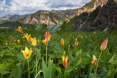 Tulipa × tschimganica