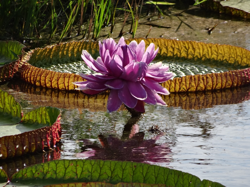 Giant Waterlilies - Photo (c) fernanda_santos, some rights reserved (CC BY-NC), uploaded by fernanda_santos
