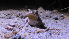 Rhinella humboldti