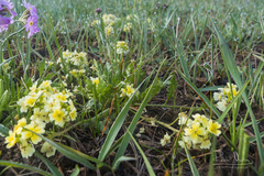 Chorispora macropoda