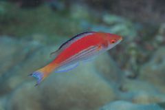 Cirrhilabrus marjorie