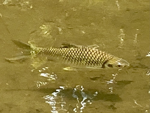 Java barb (Barbonymus gonionotus) — Cyprinidae — 5