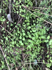 Adiantum jordanii image