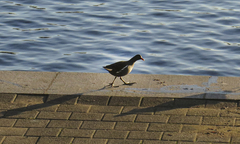 Gallinula chloropus