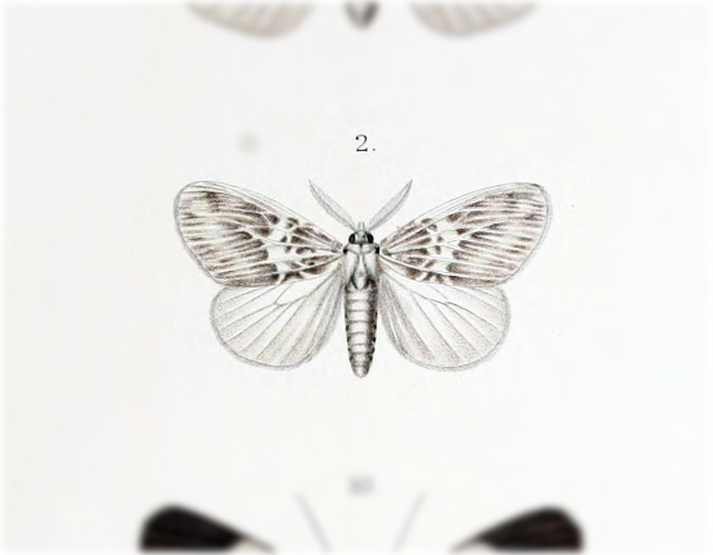 Cispia fasciata
