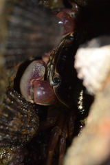 Cyclograpsus punctatus