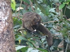 Pithecia chrysocephala