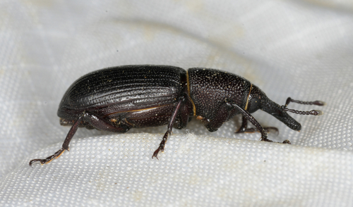 Rhinostomus frontalis