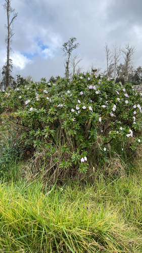 Impatiens sodenii, 2026-01-30