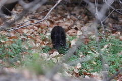 Mustela lutreola