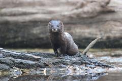 Mustela lutreola
