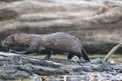 Mustela lutreola