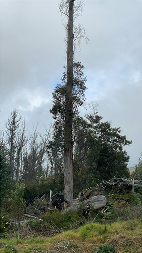 Eucalyptus globulus observed 2026-01-30