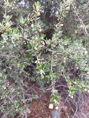 Atamisquea emarginata