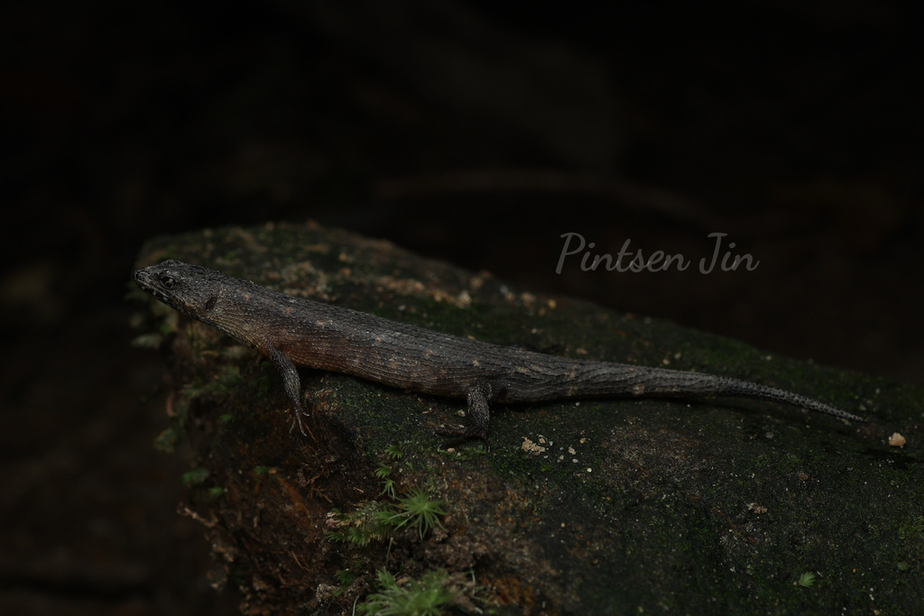 Hainan Water Skink