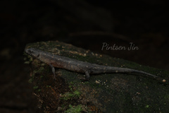 Hainan Water Skink photo 1