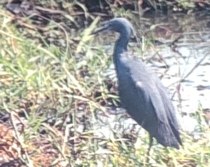 iNaturalist image