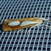 Catoptria - Photo (c) Til Mann, some rights reserved (CC BY-NC), uploaded by Til Mann