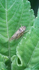 Xerophloea