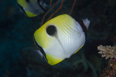 Chaetodon unimaculatus