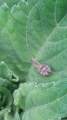 Xerophloea
