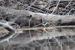 Mustela lutreola