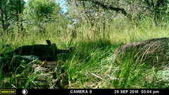 Thryomanes bewickii