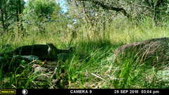 Thryomanes bewickii