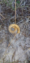 Bouteloua scorpioides
