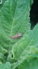 Xerophloea