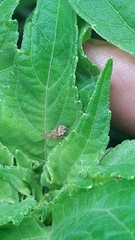 Xerophloea