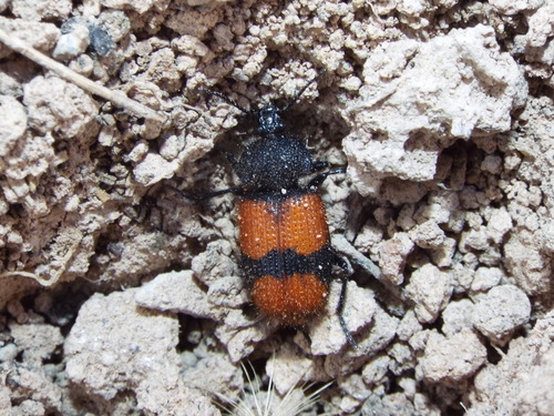 Panagaeus sallei