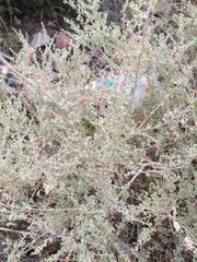 Atriplex undulata