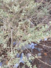 Atriplex undulata