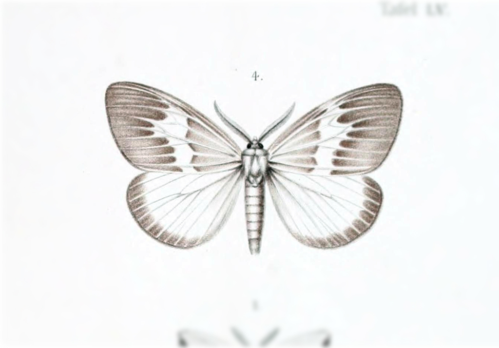 Cispia grisea