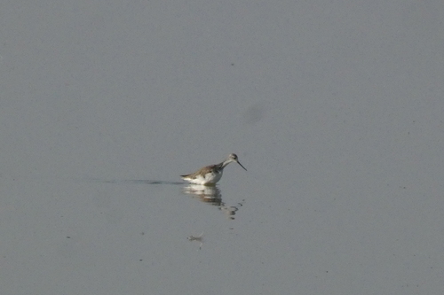 Marsh Sandpiper