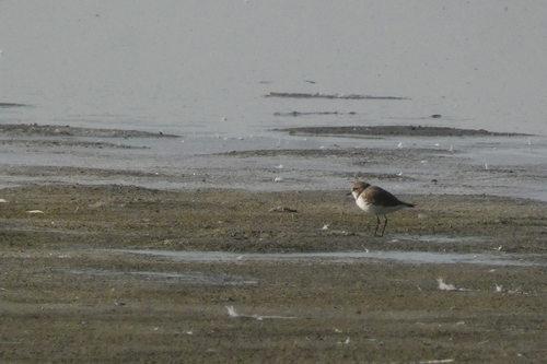 Kentish Plover